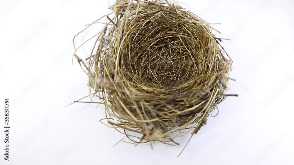 nest of a bird on a white background nest of a bird on a white background