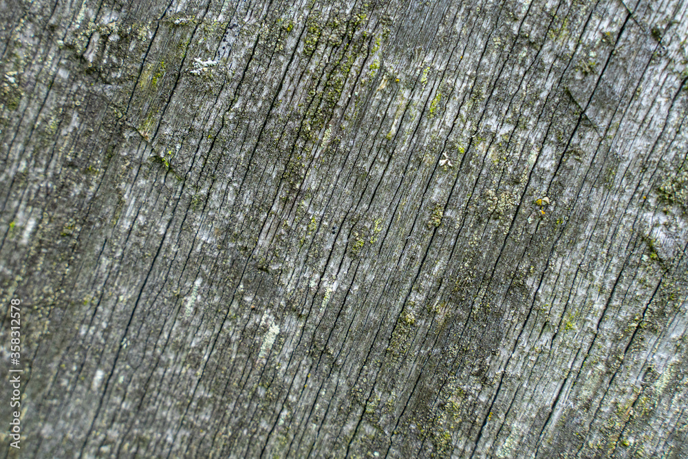 Obraz premium texture of old fungus-covered tree