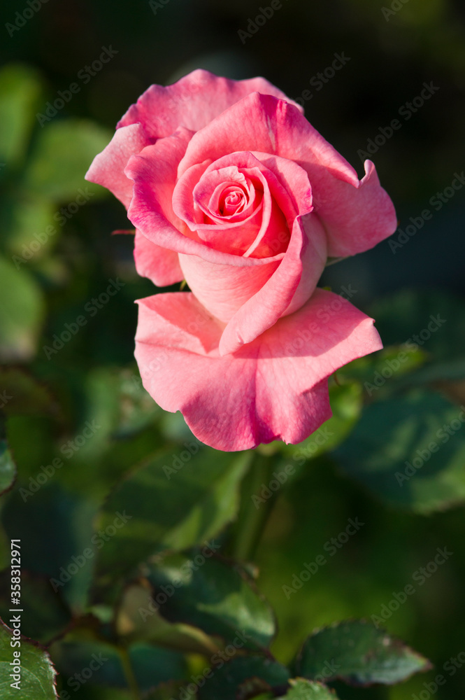 The name of this rose is The name of this rose is