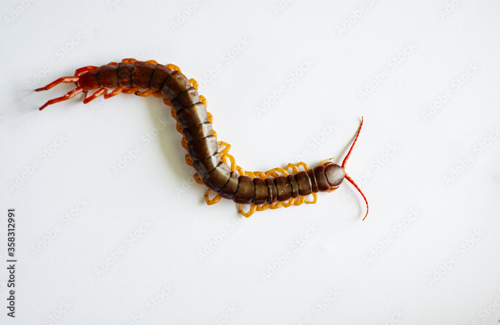 Fototapeta premium The centipede is a poisonous animal