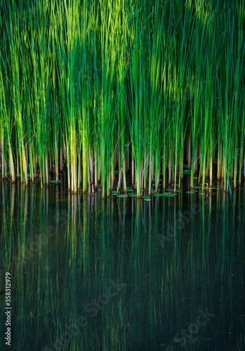 green reed fibers  leaves in the lake  reflections on the water surface