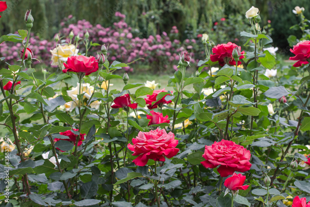 Beautiful rose bushes in park.