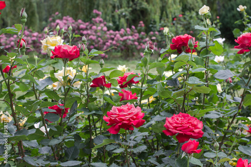 Beautiful rose bushes in park.