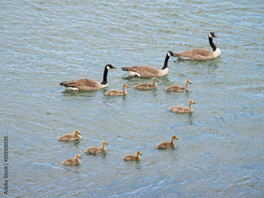 Canada Geese with flock to be protected Canada Geese with flock to be protected