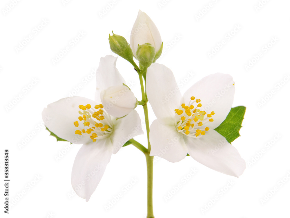 White  jasmine flowers and green leaves isolated on white
