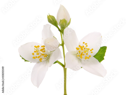 White  jasmine flowers and green leaves isolated on white 
