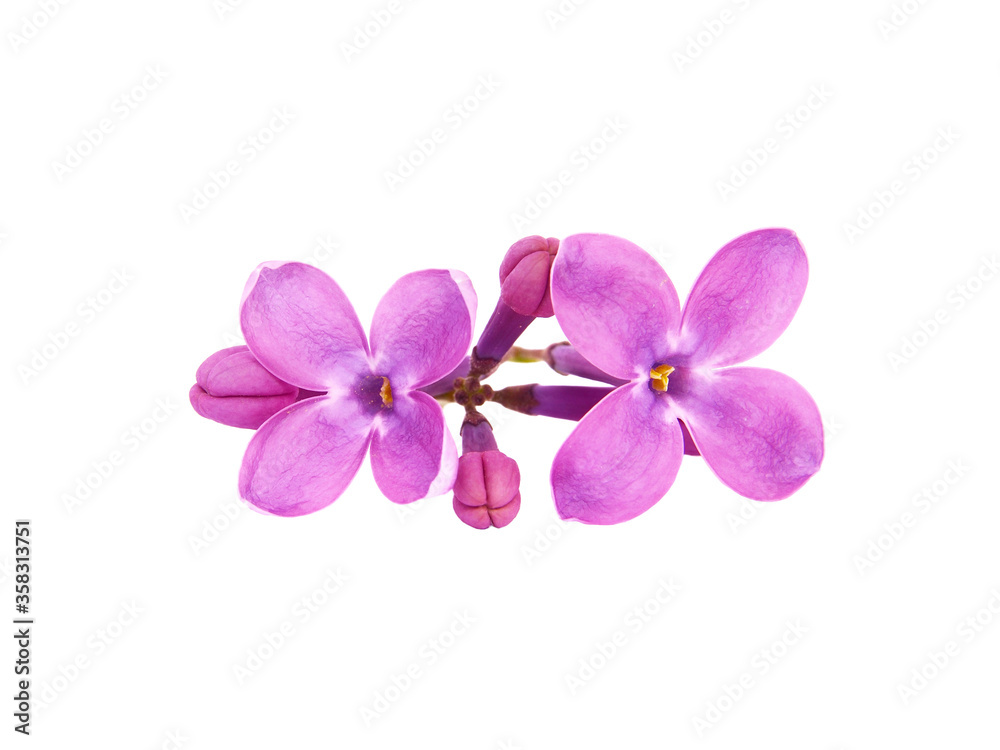 Obraz premium Lilac flowers isolated on white