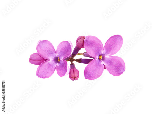 Lilac flowers isolated on white