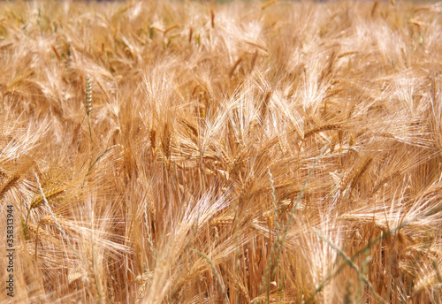 Close up view of a golden yellow ripe wheat field on a sunny summer day.