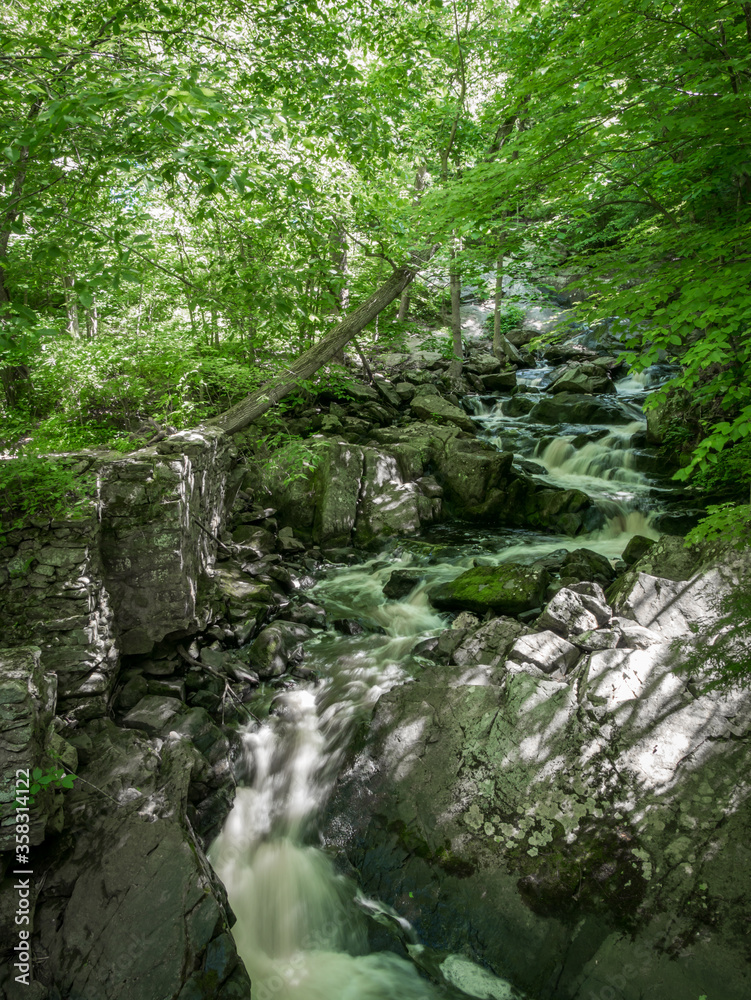Forest Forest