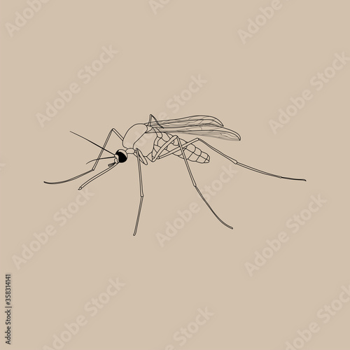 a female mosquito naturalistic illustration