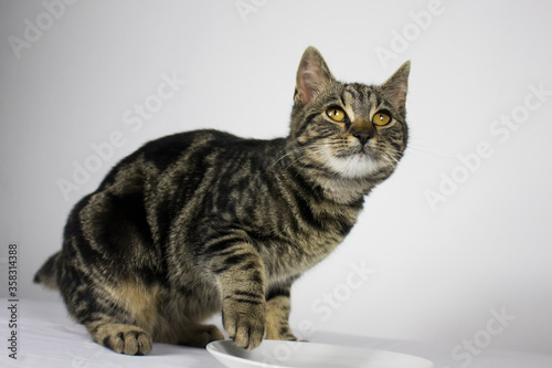Tabby cat on white background. Beautiful tabby cat with golden eyes holding paw above white plate on white background