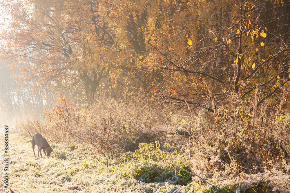 Fototapeta premium Autumn sunny foggy morning in the park. Autumn park in the morning sun. Dog on a walk sniffing grass