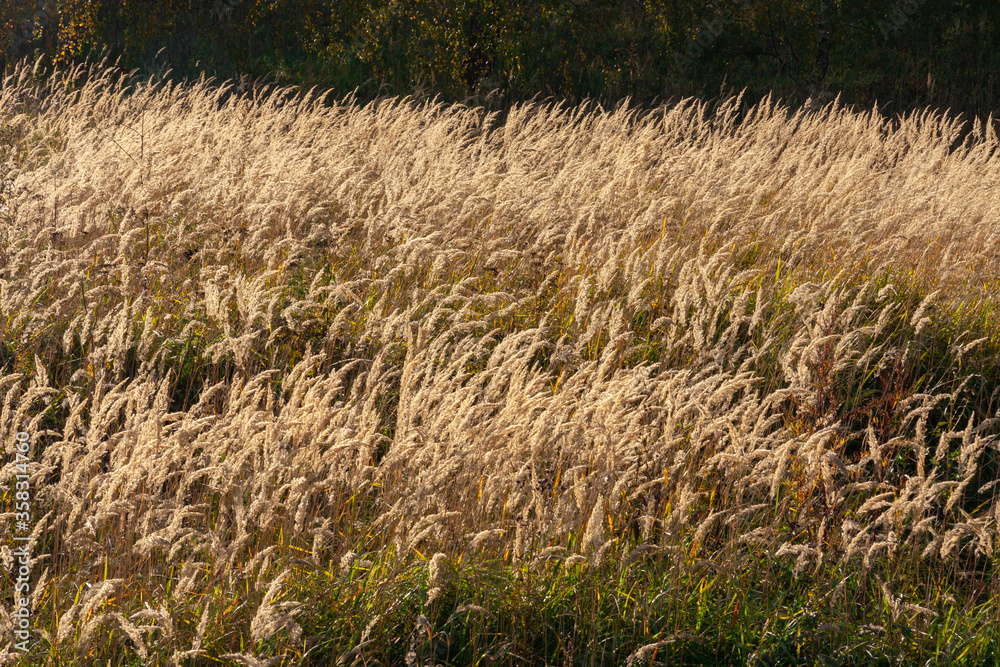 Spikes in the field in the fall. Background of ripened ears of corn Spikes in the field in the fall. Background of ripened ears of corn