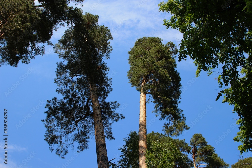 Fototapeta premium photo of a dense Russian forest