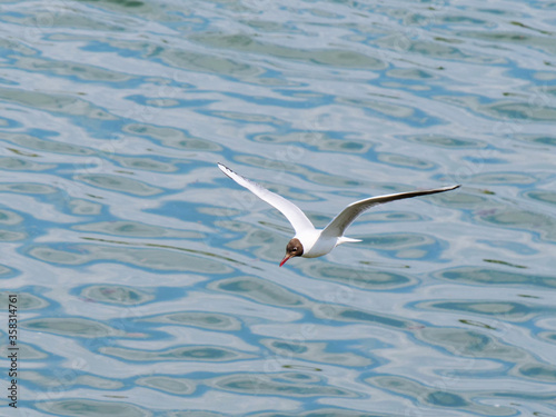 Little Gull flying mid-air with wings spread photo