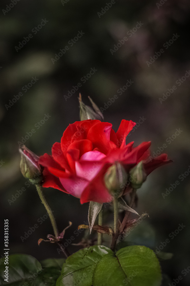 single red rose