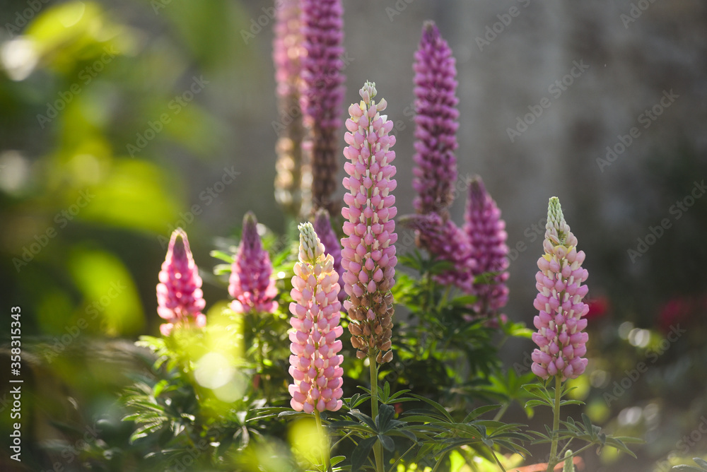 Lupin Lupin