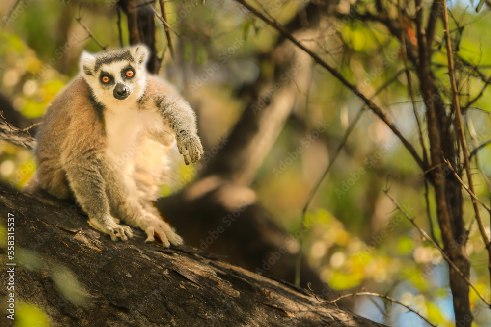 Obraz premium Madagascar lemur, sitting on a tree and looking curiously at the camera.