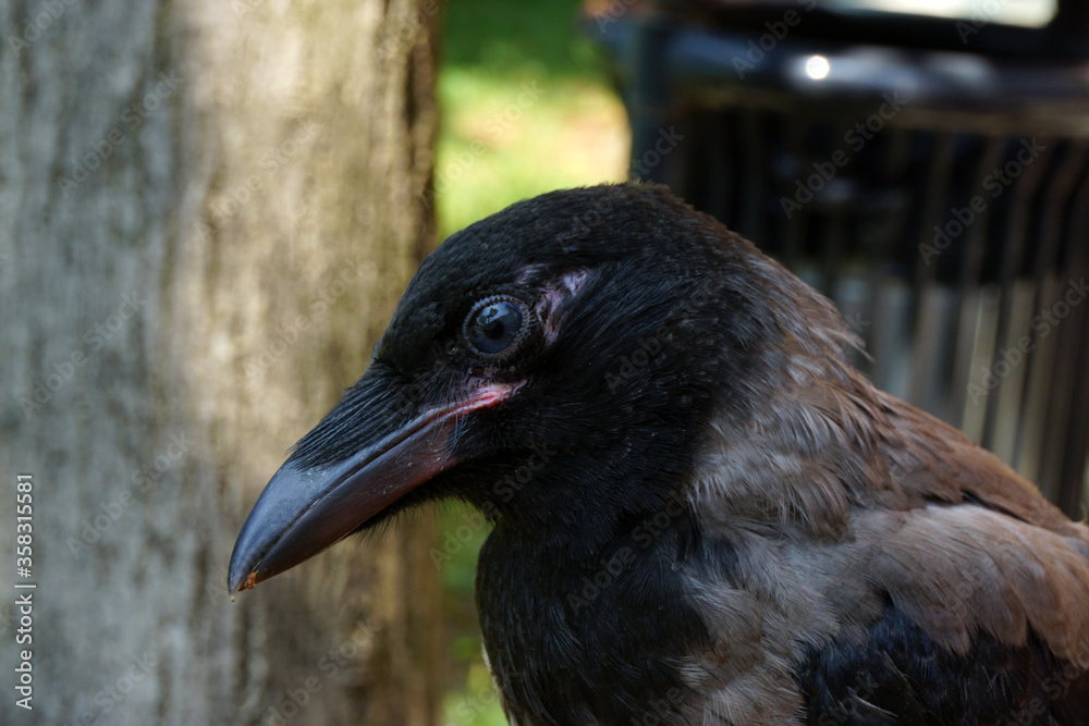 Carrion crow, cute and curious