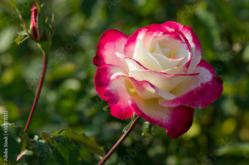 Fototapeta Naklejka Na Ścianę i Meble -  The name of this rose is 