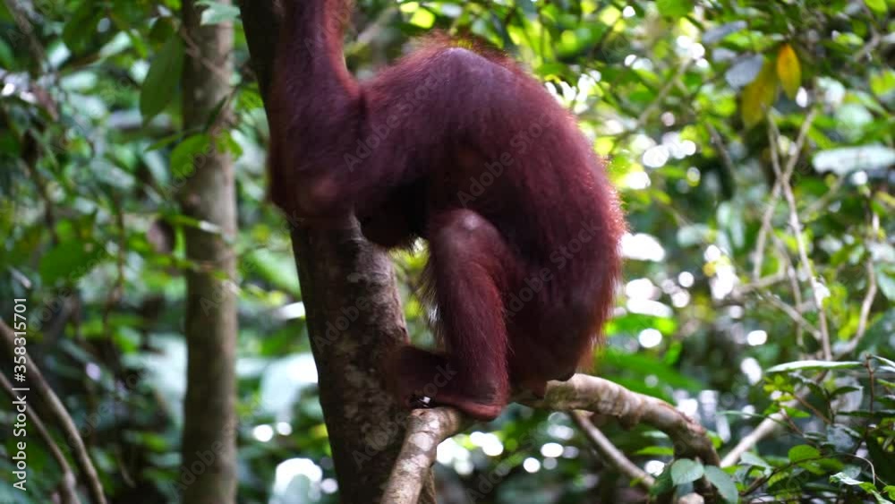 A wild endangered orangutan in the rainforest of island Borneo, Malaysia, close up. Orangutan monkey in nature