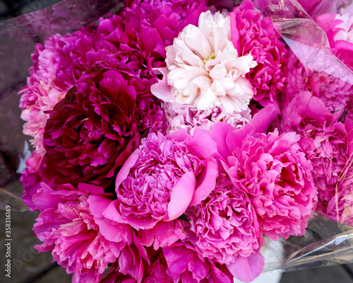 Flowers peony red and pink close-up , macro . 