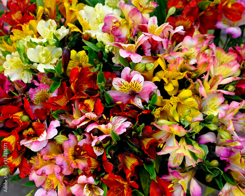   Alstroemeriea with lots of gold colors, close-up, macro.  