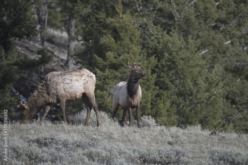 Elk in Yellowstone national park, USA