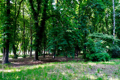        Summer's day, deciduous trees in the park in the afternoon.    