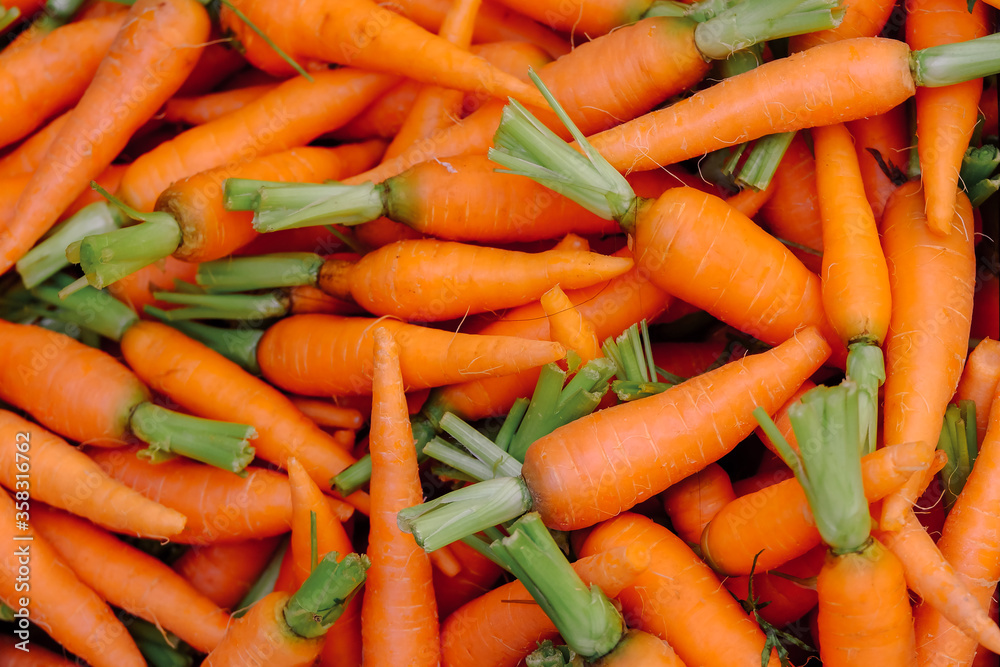 Bunch of fresh carrots with green leaves sell on a local market in Dalat city. Carrots are grown in a greenhouse on an organic farm. Royalty high-quality free stock image of vegetables. Bunch of fresh carrots with green leaves sell on a local market in Dalat city. Carrots are grown in a greenhouse on an organic farm. Royalty high-quality free stock image of vegetables.