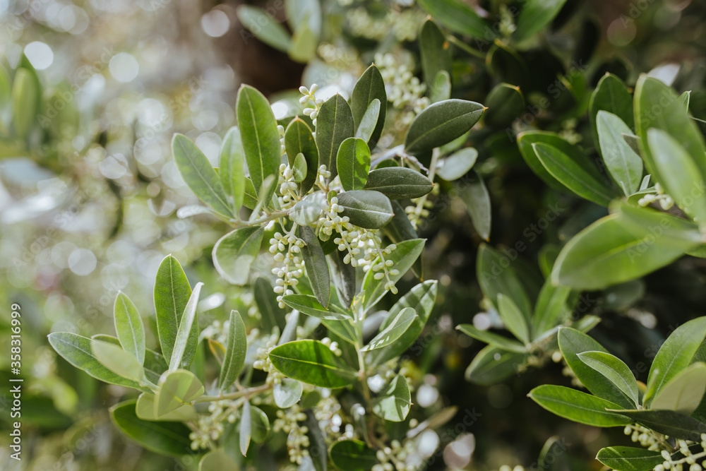 Obraz premium Wild olive Flowers Olea europea var. sylvestris