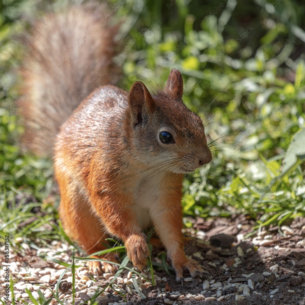 Red squirrel, small animal with a fluffy tail, Squirrel hides nuts Red squirrel, small animal with a fluffy tail, Squirrel hides nuts