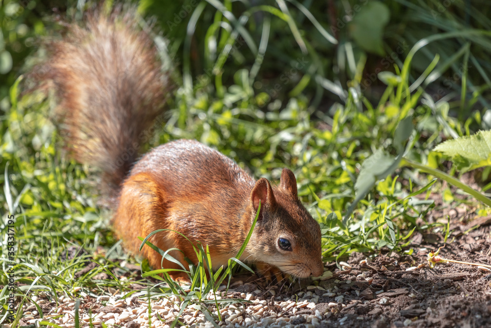 Red squirrel, small animal with a fluffy tail, Squirrel hides nuts Red squirrel, small animal with a fluffy tail, Squirrel hides nuts