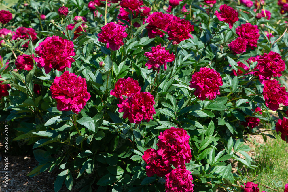 Red peonies flowering in peonies garden. Red peonies flowering in peonies garden.