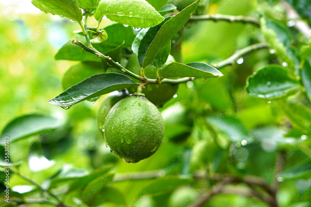 Green lemon on the tree blurred green background, an excellent source of vitamin C. blurred green lime on the tree. Green lemon on the tree blurred green background, an excellent source of vitamin C. blurred green lime on the tree.