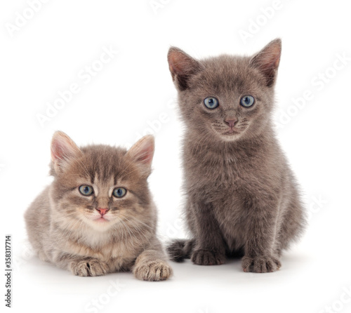 two little kittens © Galyna