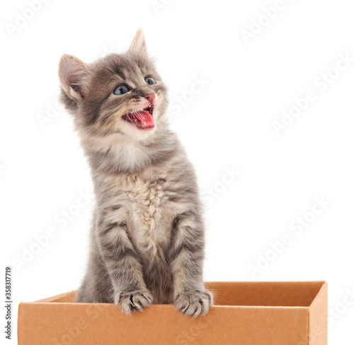 Little cat in cardboard box.