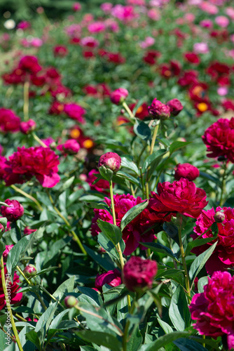 Red peonies flowering in peonies garden.