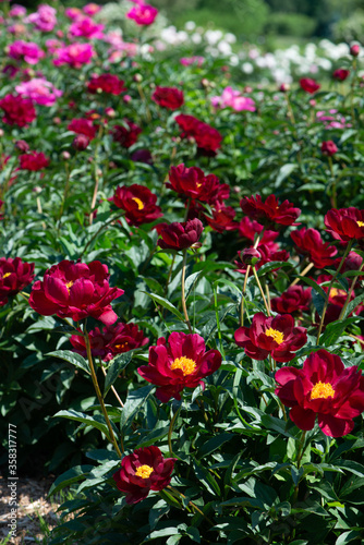 Red peonies flowering in peonies garden.