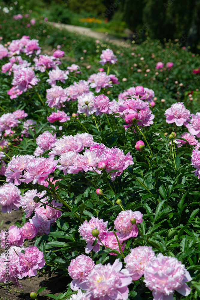 Pink peonies flowering in peonies garden. Pink peonies flowering in peonies garden.
