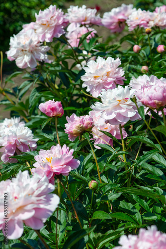 Pink peonies flowering in peonies garden.