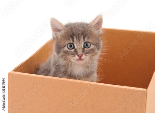  Little cat in cardboard box.