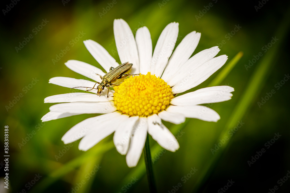 Fototapeta premium Grüner Scheinbockkäfer sitzt auf einer Margeriten Blüte