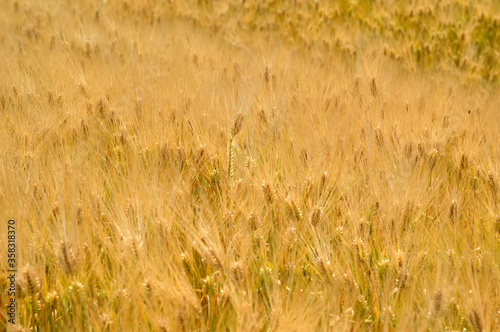 ripe golden barley field texture
