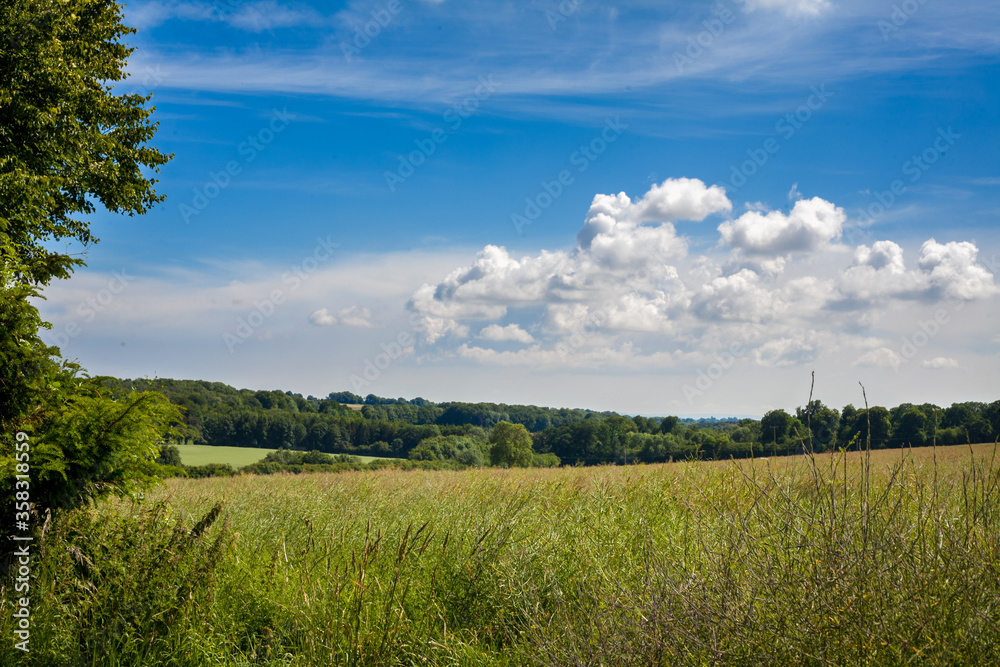 Fototapeta premium Sunny English Summer Meadow
