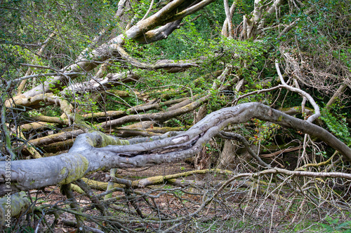 Twisted Branches in the Forest