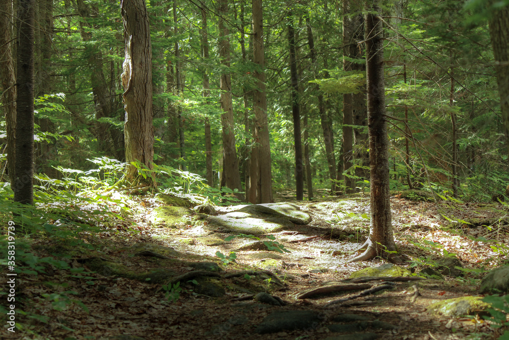 Obraz premium footpath in the forest