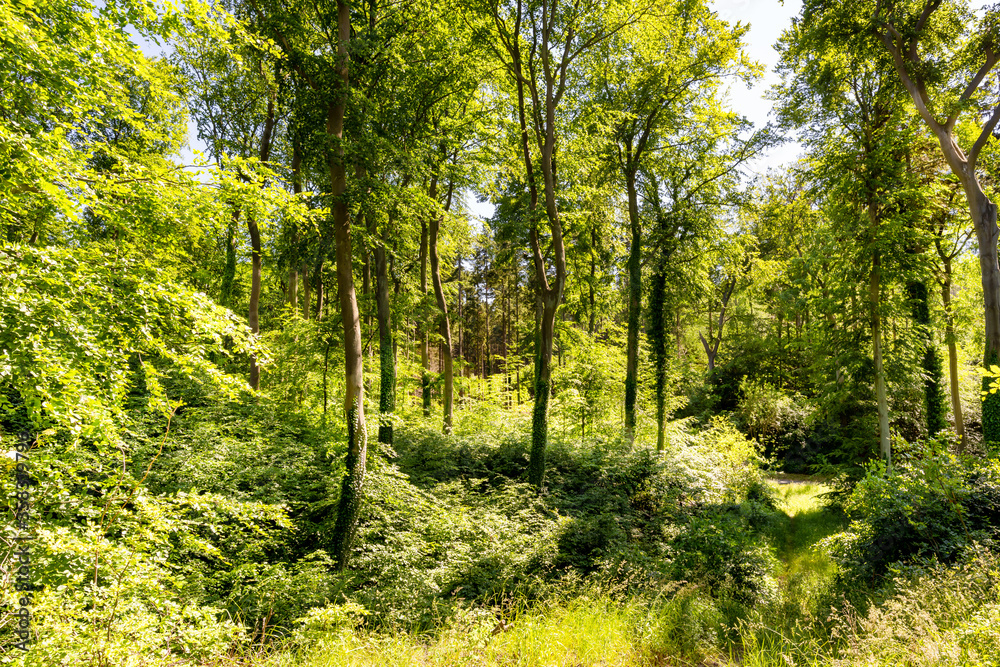 romantische Landschaft auf der Insel Usedom