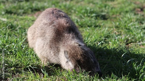 A Rock Hyrax (or dassie) in Boulders beach penguin colony in Hermanus, South africa photo